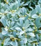 Schweizer Weide - Salix helvetica