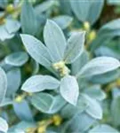 Schweizer Weide - Salix helvetica