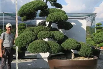 Japanische Bonsai