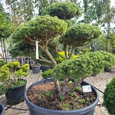 Pinus mugo 'Mops' - Bonsai, Gartenbonsai Nr. 6 - 2023 125- 150