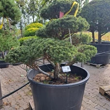 Pinus mugo 'Mops' - Bonsai, Gartenbonsai Nr. 13 -2023 130-