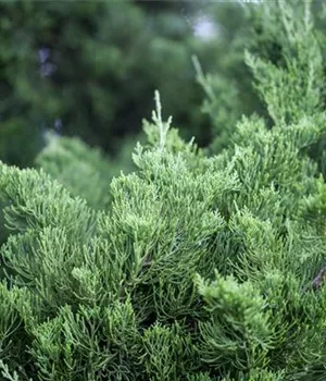 Juniperus chin.'Kaizuka'