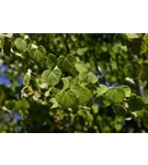 Judasblattbaum - Cercidiphyllum japonicum