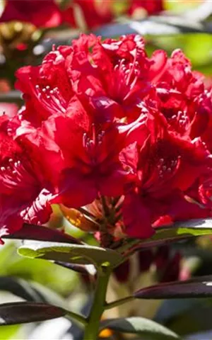 Rhododendron Hybr.'Karl Naue' II