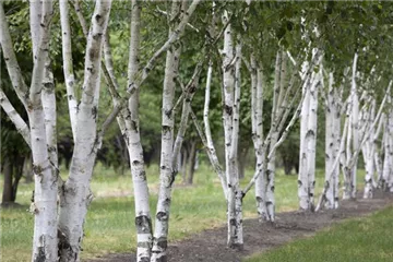 Mittelgroße Bäume (10-20 m)