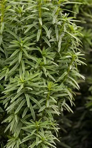 Taxus baccata 'David' - Dachgarten