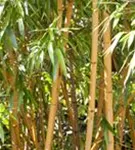 Bambus vivax aureocaulis - Phyllostachys vivax aureocaulis