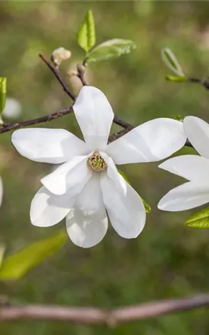 Magnolia kobus - Formgehölze