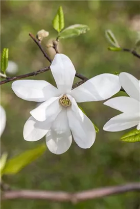 Kobushi-Magnolie - Magnolia kobus - Formgehölze