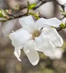 Kobushi-Magnolie - Magnolia kobus - Formgehölze
