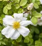 Pimpernell-Rose - Rosa pimpinellifolia