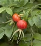 Glanz-Apfelrose - Rosa rugotida