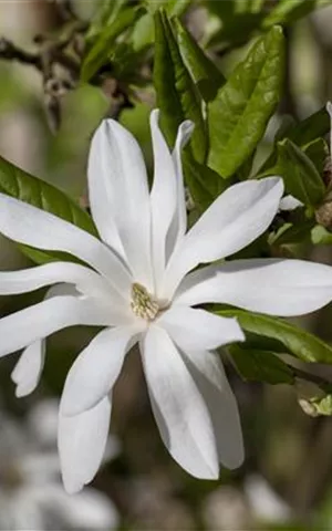 Magnolia stellata - Ziergehölze