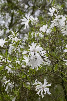 Sternmagnolie - Magnolia stellata - Bonsai