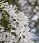 Sternmagnolie - Magnolia stellata - Ziergehölze