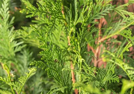 Thuja plicata 'Atrovirens' - Grüner Riesen-Lebensbaum