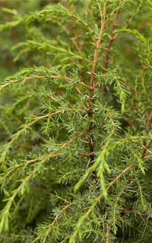 Juniperus com.'Hibernica' - Nadeln - Koniferen