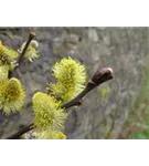 Ohrweide - Salix aurita