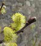 Salweide - Salix caprea