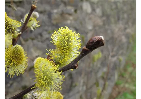 Salix aurita - Ohrweide