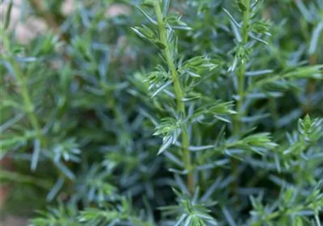 Juniperus com.'Sentinel' - Wacholder 'Sentinel'