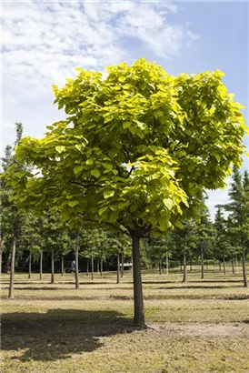 Trompetenbaum - Catalpa bignonioides - Formgehölze