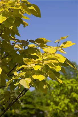 Trompetenbaum - Catalpa bignonioides - Baum