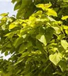 Reichfruchtender Trompetenbaum 'Aurea' - Catalpa bignonioides 'Aurea'