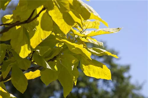 Trompetenbaum - Catalpa bignonioides - Baum