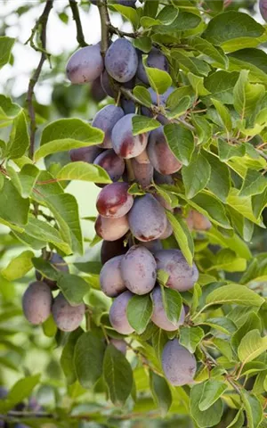 Prunus dom.'Hauszwetsche' CAC