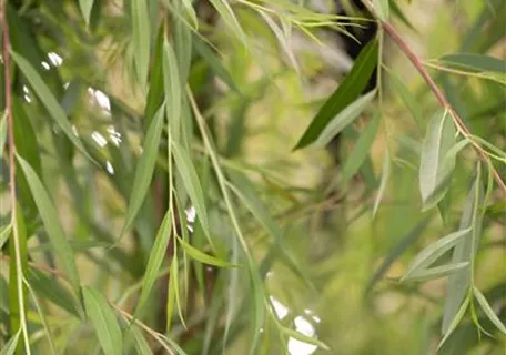 Salix sepulcralis 'Chrysocoma' - Trauerweide