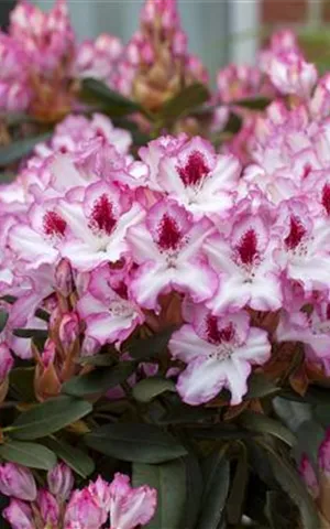 Rhododendron Hybr.'Hachmann's Charmant'-R- IV