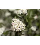 Kahle Apfelbeere - Aronia melanocarpa