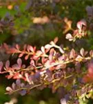 Rote Heckenberberitze - Berberis thunbergii 'Atropurpurea' - Heckenpflanzen