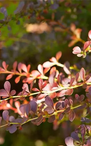 Berberis thunbergii 'Atropurpurea' - Heckenpflanzen