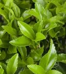Immergrüne Kriechspindel - Euonymus fortunei radicans