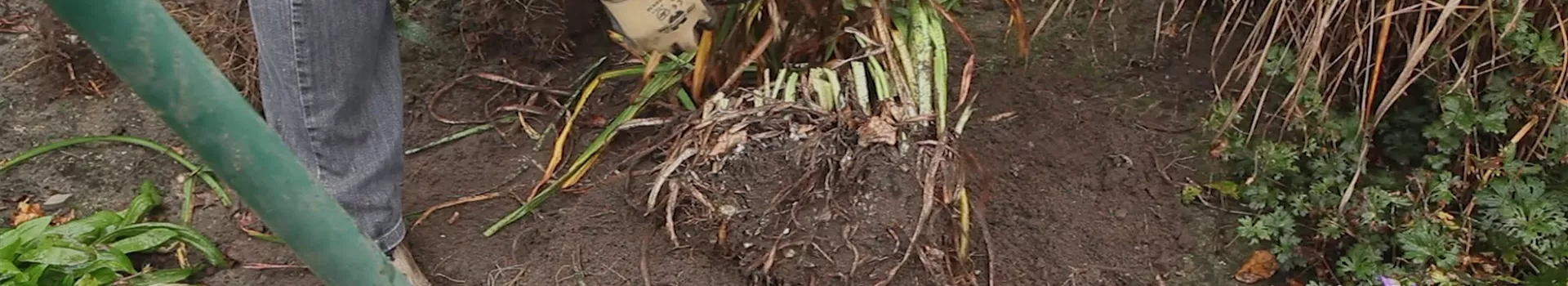 Taglilie - Teilen und Vermehren