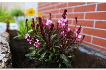 Prachtkerze – Einpflanzen im Garten