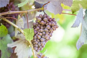 Vitis vinifera - Weinrebe