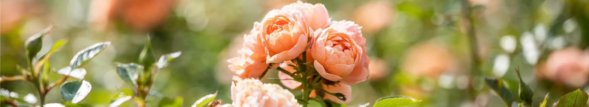 Rosenpflege im Sommer – So bleiben die Rosen gesund