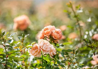 Rosenpflege im Sommer – So bleiben die Rosen gesund