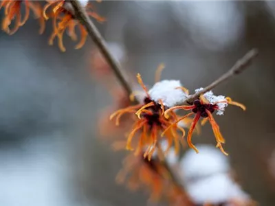 Schutz vor Schnee – Pflanzen im Winter schützen