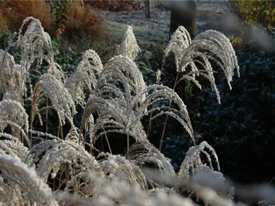 Winterharte Gräser und ihre Pflege