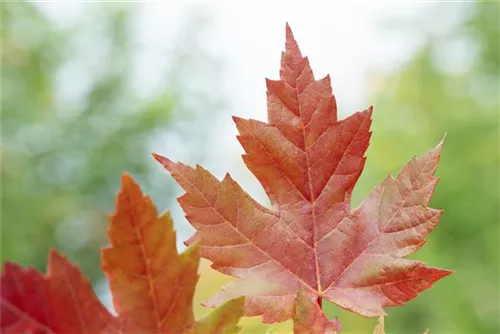 Rotahorn 'Autumn Blaze'® - Acer rubrum 'Autumn Blaze' -R-