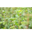 Alpen-Johannisbeere 'Schmidt' - Ribes alpinum 'Schmidt'