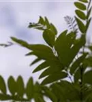 Kugelakazie - Robinia pseudoac.'Umbraculifera'