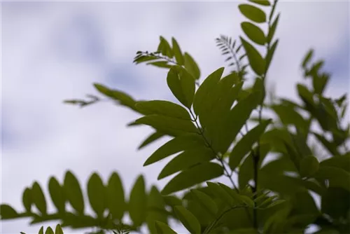 Kugelakazie - Robinia pseudoac.'Umbraculifera'