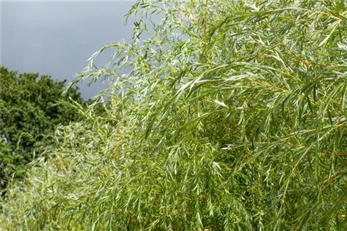 Trauerweide - Salix sepulcralis 'Chrysocoma'