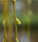 Trauerweide - Salix sepulcralis 'Chrysocoma'
