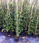 Hainbuche,Weißbuche - Carpinus betulus - Heckenpflanzen
